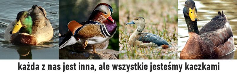 kacze typowanie